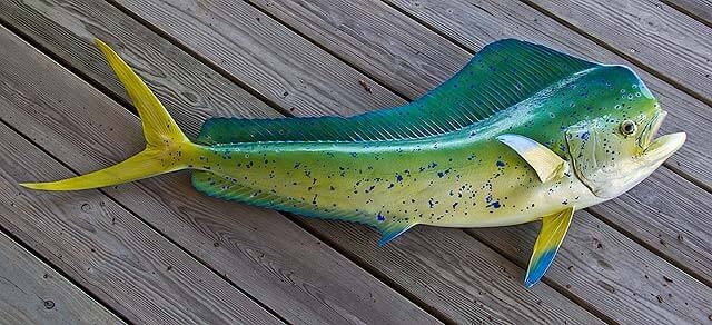 Mahi-Mahi